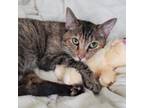 Adopt Emma a Domestic Short Hair