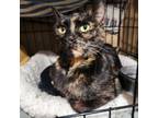 Adopt Madeline a Domestic Short Hair