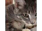 Adopt Telli a Domestic Short Hair