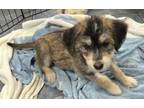 Adopt Bandit a Husky, Goldendoodle