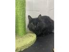 Adopt T575 a Domestic Long Hair