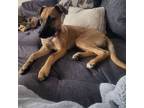 Adopt Mocha a Black Mouth Cur, Rhodesian Ridgeback