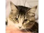 Adopt Emmy a Domestic Long Hair
