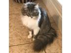Adopt Isabelle (Izzy) a Maine Coon, Domestic Long Hair
