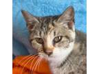 Adopt SweetiePie a Domestic Short Hair