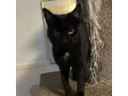 Adopt Luna a Domestic Short Hair