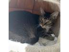 Adopt Orge a Domestic Short Hair