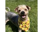 Adopt Sparky a Yorkshire Terrier