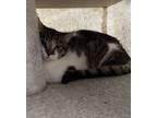 Adopt Rigo a Domestic Short Hair