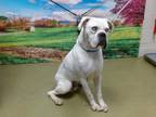 Adopt A532905 a Boxer