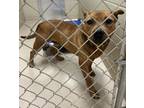 Adopt 18430 a Pit Bull Terrier