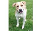 Adopt BRUNO a Pit Bull Terrier, Mixed Breed