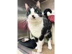 Adopt LUCKY a Domestic Short Hair