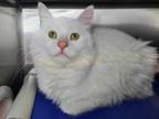 Adopt Snowball a Domestic Medium Hair