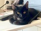 Adopt McGriddle a Domestic Short Hair