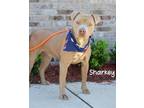 Adopt Sharkey a American Staffordshire Terrier