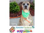 Adopt Terry a Black Mouth Cur, Catahoula Leopard Dog