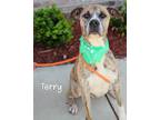 Adopt Terry a Pit Bull Terrier