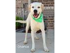 Adopt Chance a Pit Bull Terrier