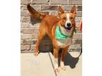 Adopt Tod a Cattle Dog