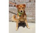 Adopt Gabriel a Retriever