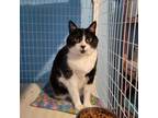 Adopt Orb a Domestic Short Hair