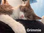 Adopt Grimmie a Domestic Long Hair