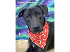 Adopt TOMMY HOLEDIGGER a Labrador Retriever