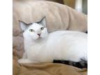 Adopt PIXIE a Domestic Short Hair