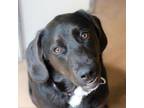Adopt JAKE a Beagle, Labrador Retriever