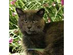 Adopt Megatron a Domestic Short Hair