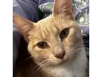 Adopt Buckwheat a Domestic Short Hair