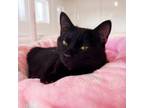 Adopt Cole a Domestic Short Hair