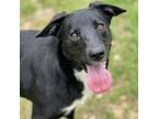 Adopt Alfalfa a Border Collie