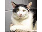 Adopt Apallo a Domestic Short Hair