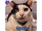 Adopt Apallo a Domestic Short Hair