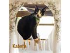 Adopt Kabota a Domestic Long Hair