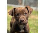 Adopt Chewbacca a Patterdale Terrier / Fell Terrier