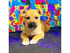 Adopt Sir-Bark-Alot a Border Terrier