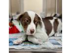 Adopt Seymour a Border Collie