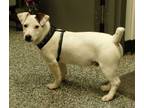 Adopt Danny a Jack Russell Terrier