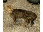 Adopt Tucker a Tabby