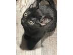 Adopt Felix a Domestic Short Hair