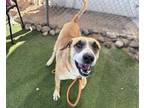 Adopt HULK a Labrador Retriever, Mixed Breed