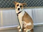 Adopt BAXTER a Labrador Retriever, Mixed Breed