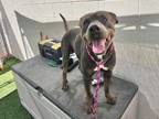 Adopt BODIE a Pit Bull Terrier, Rottweiler