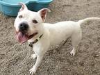Adopt MJ a Pit Bull Terrier