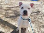 Adopt MJ a Pit Bull Terrier