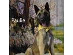 Adopt Paulie a German Shepherd Dog