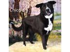 Adopt Chico a German Shepherd Dog